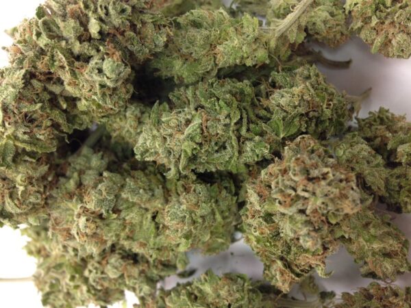 Buy Ghost Train Haze Cannabis Strain 19% THC