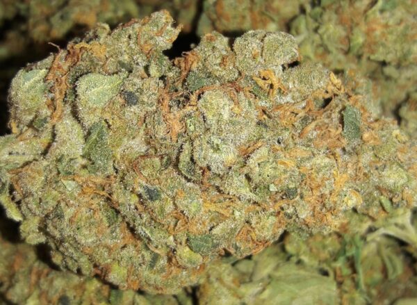 Buy Afghan Kush Cannabis Strain 17% THC